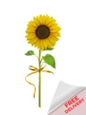 Enchanted Buds Fresh Sunflower - 1pc